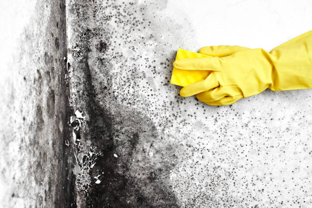 Best Bathroom Mold Remediation in Jamestown, NY