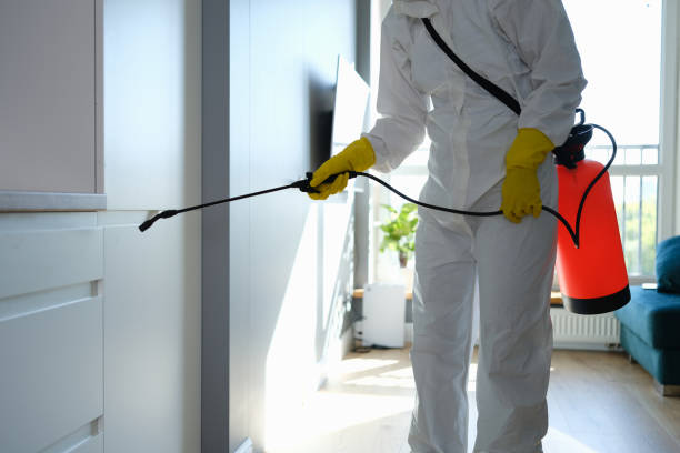 Trusted Jamestown, NY Mold Remediation Experts