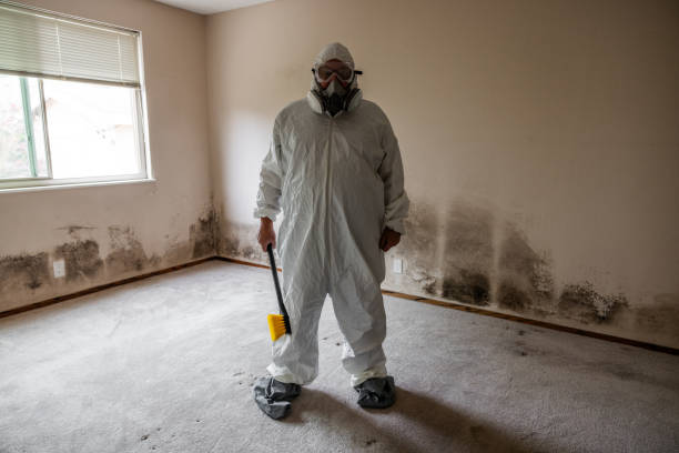 Best Residential Mold Remediation in Jamestown, NY